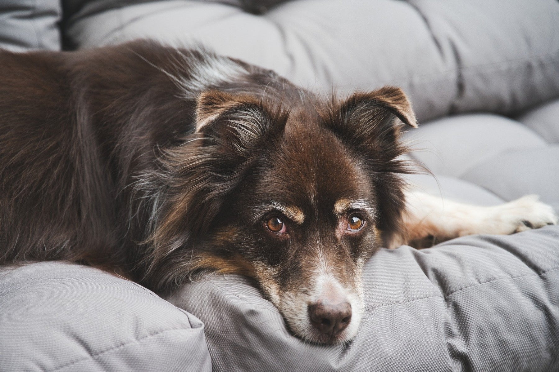 Wholesale Pet Vitamins