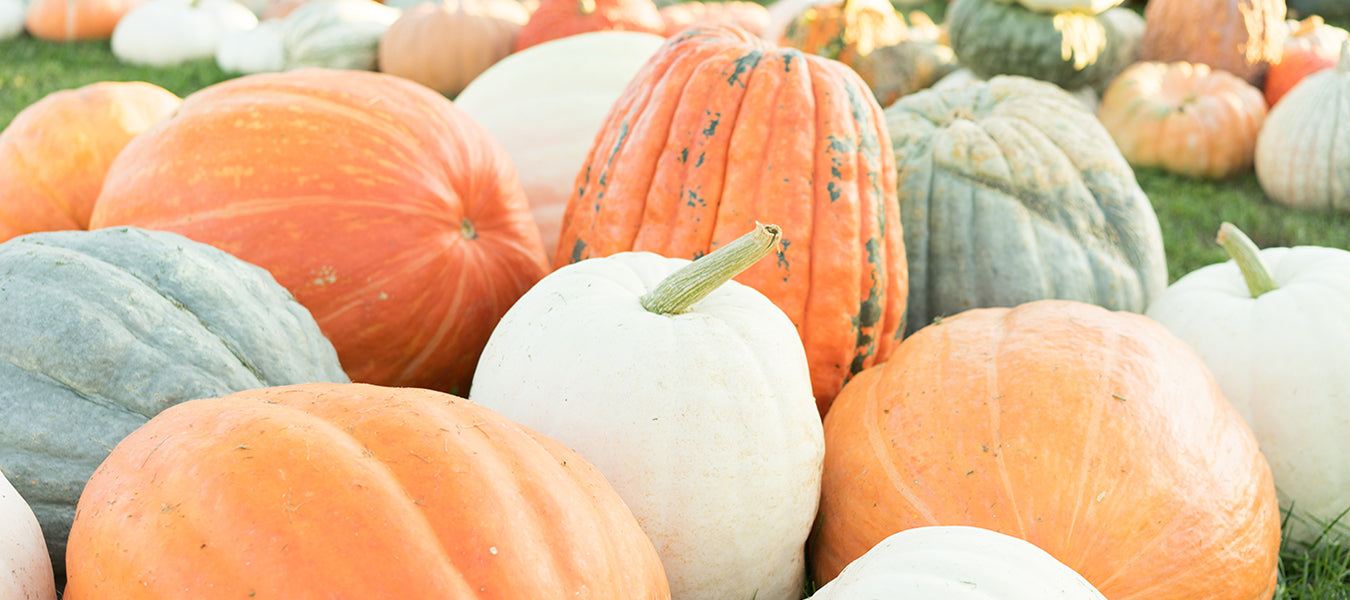 Health Benefits of Pumpkin and Recipes