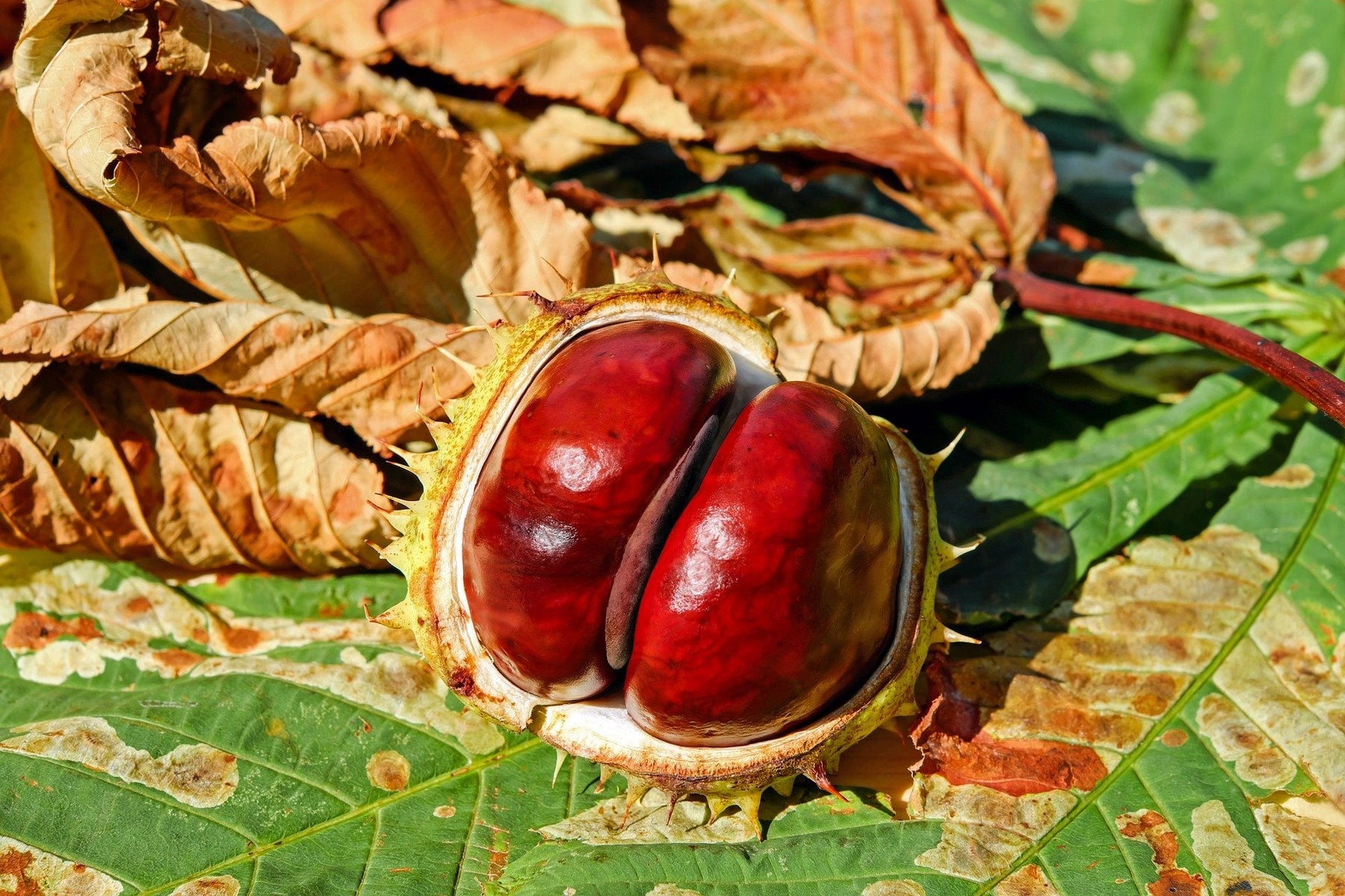 Horse Chestnut Supplements