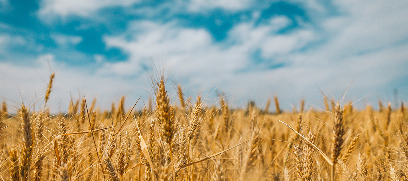Do Phytoceramides Really Work?