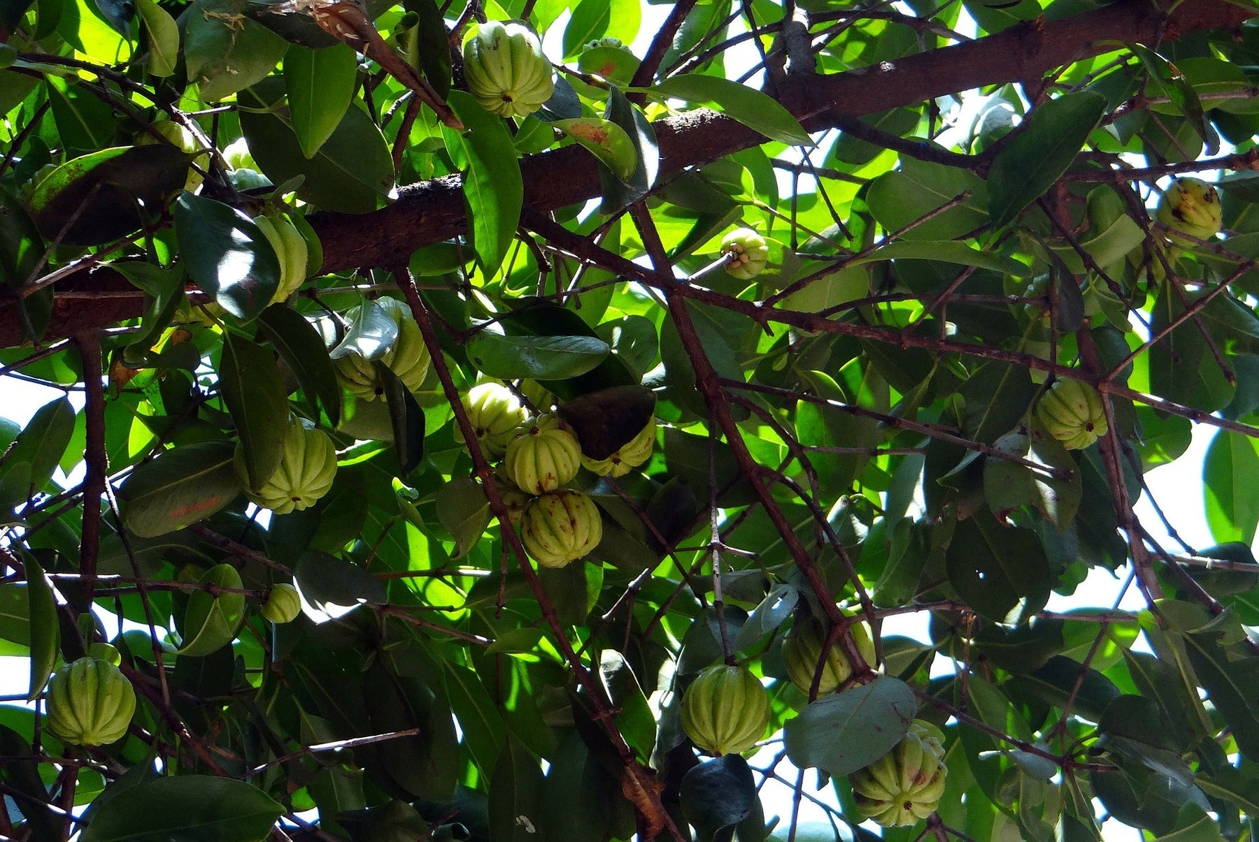 Garcinia Cambogia Supplement