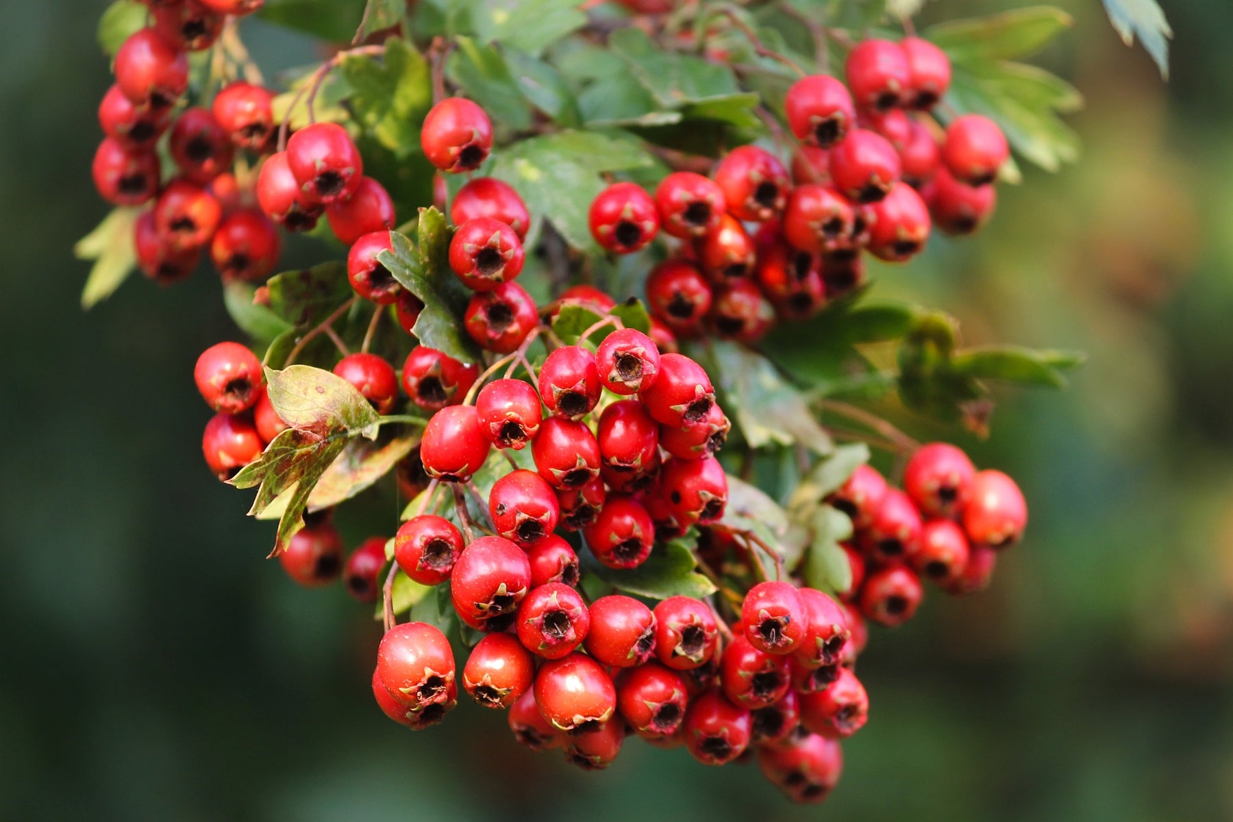 Hawthorn berries hanging with green leaves