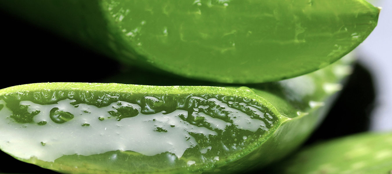 Health Benefits of Taking Aloe Vera Based Supplements