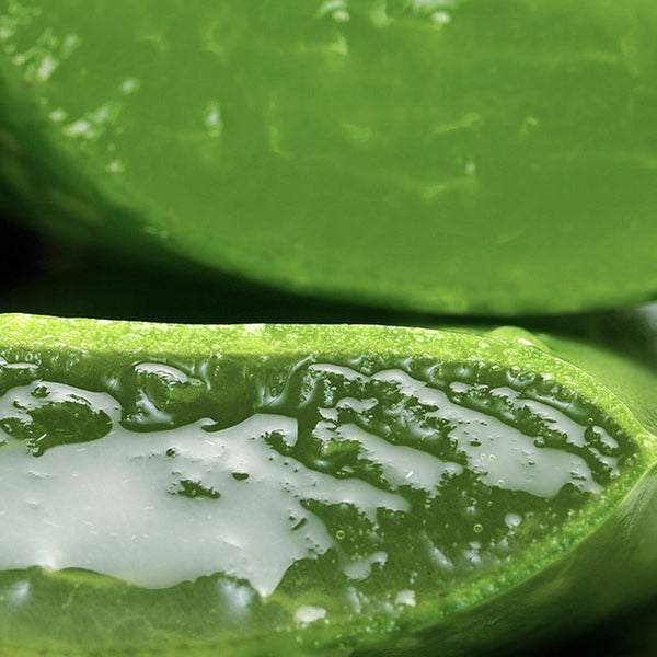 Health Benefits of Taking Aloe Vera Based Supplements