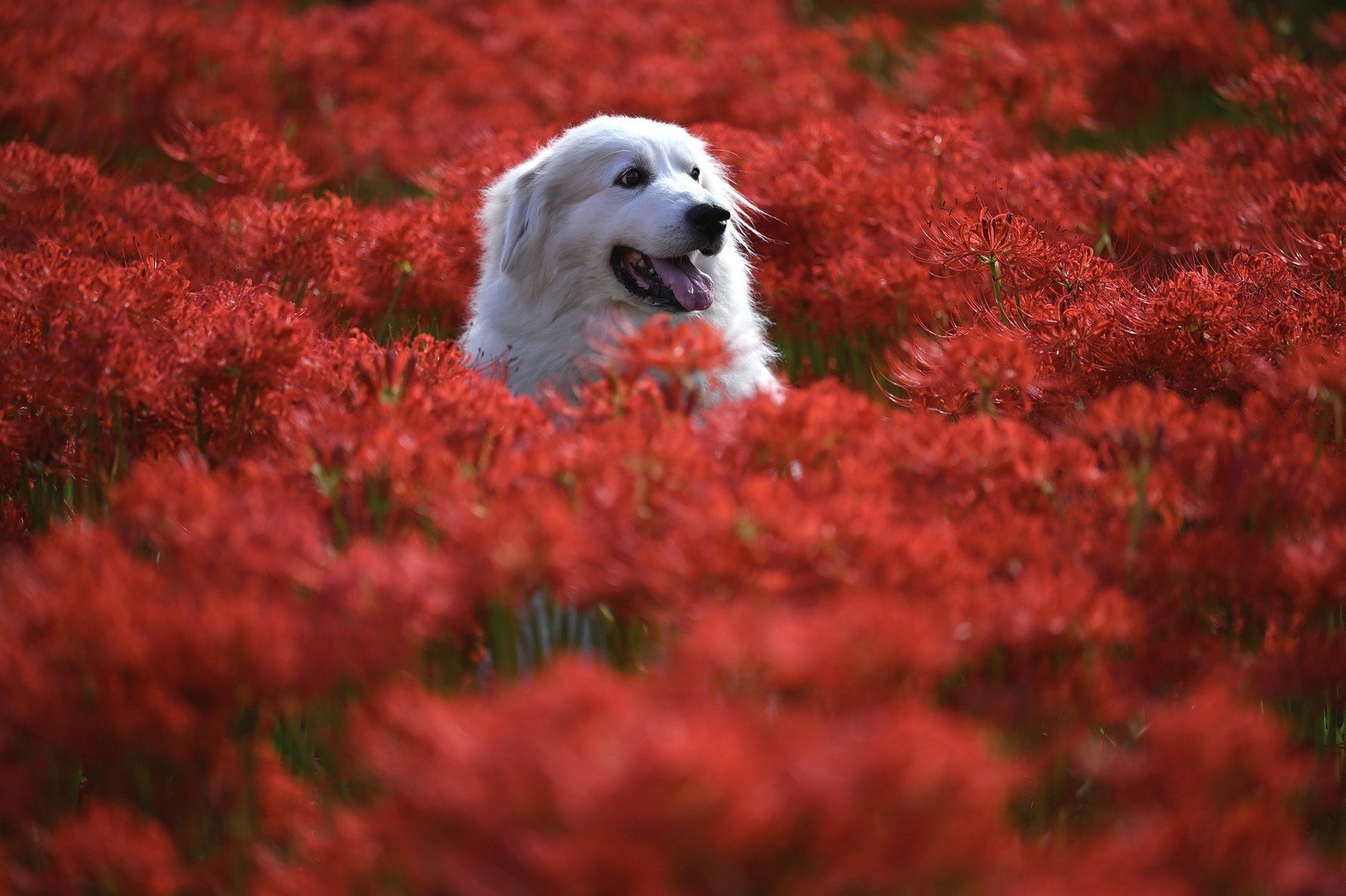 Happy white dog in a field of red flowers