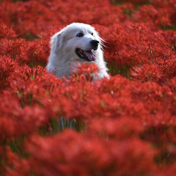 Glucosamine Supplement for Dogs