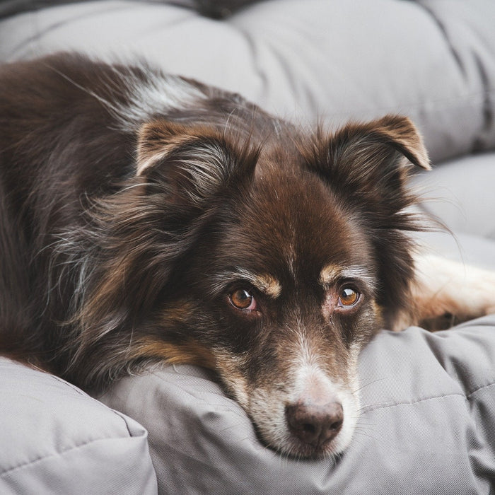 Wholesale Pet Vitamins