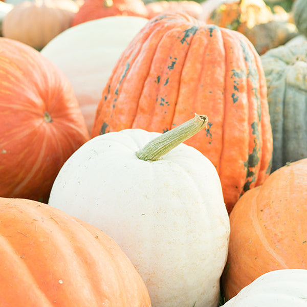 Health Benefits of Pumpkin and Recipes