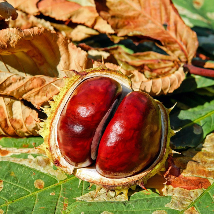 Horse Chestnut Supplements