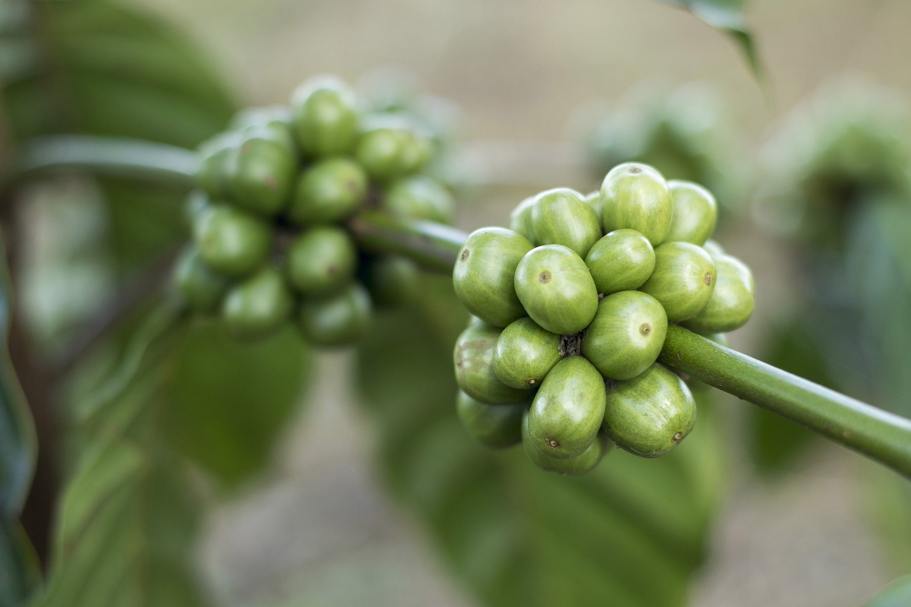 Green coffee beans in a tree