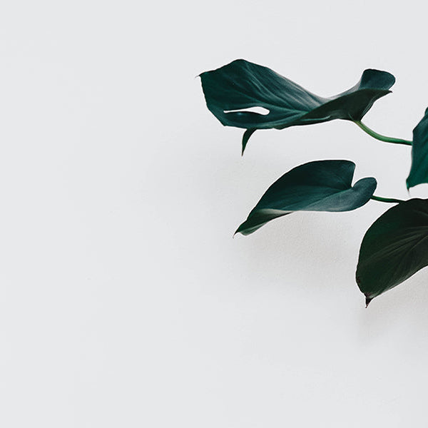 Best Indoor Plants for Your Health