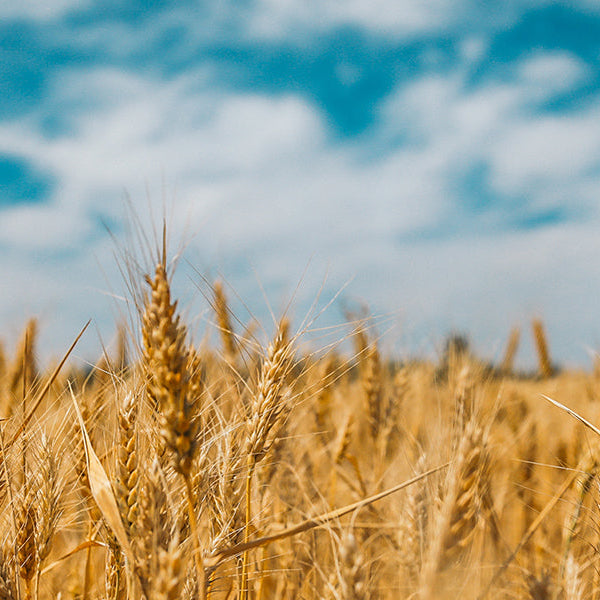 Do Phytoceramides Really Work?