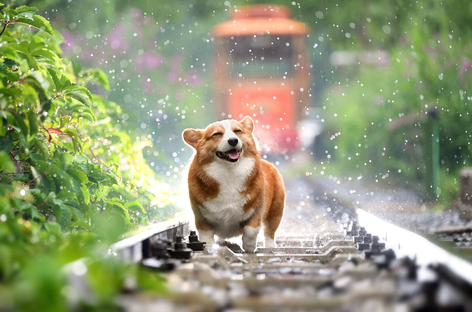 Happy wet dog on a train railway