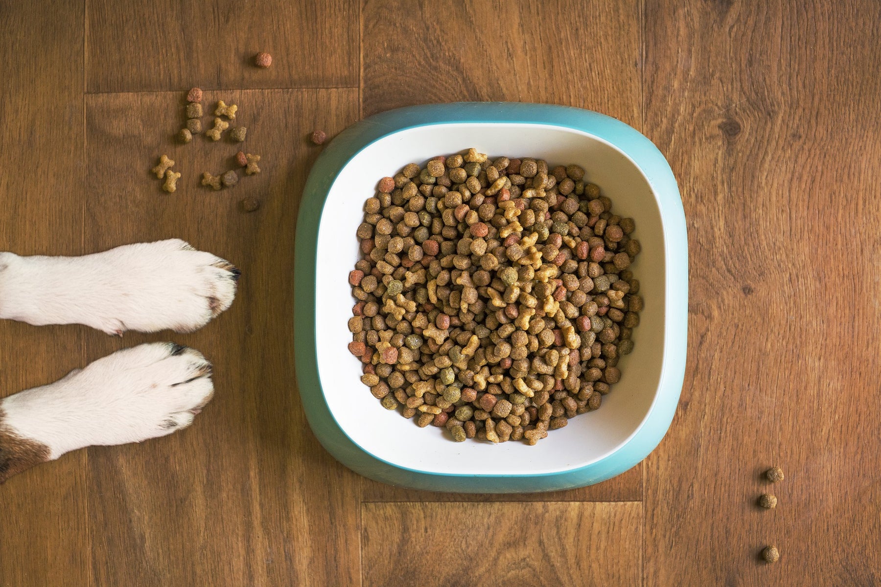 Dog paws next to a bowl of dog food