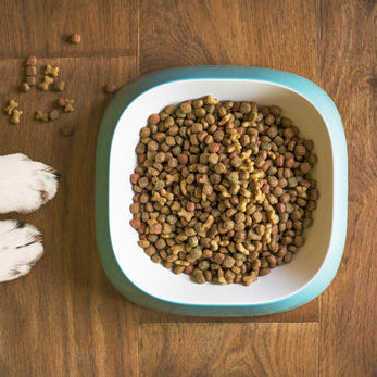 The Basics of Pet Nutrition