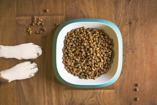 The Basics of Pet Nutrition