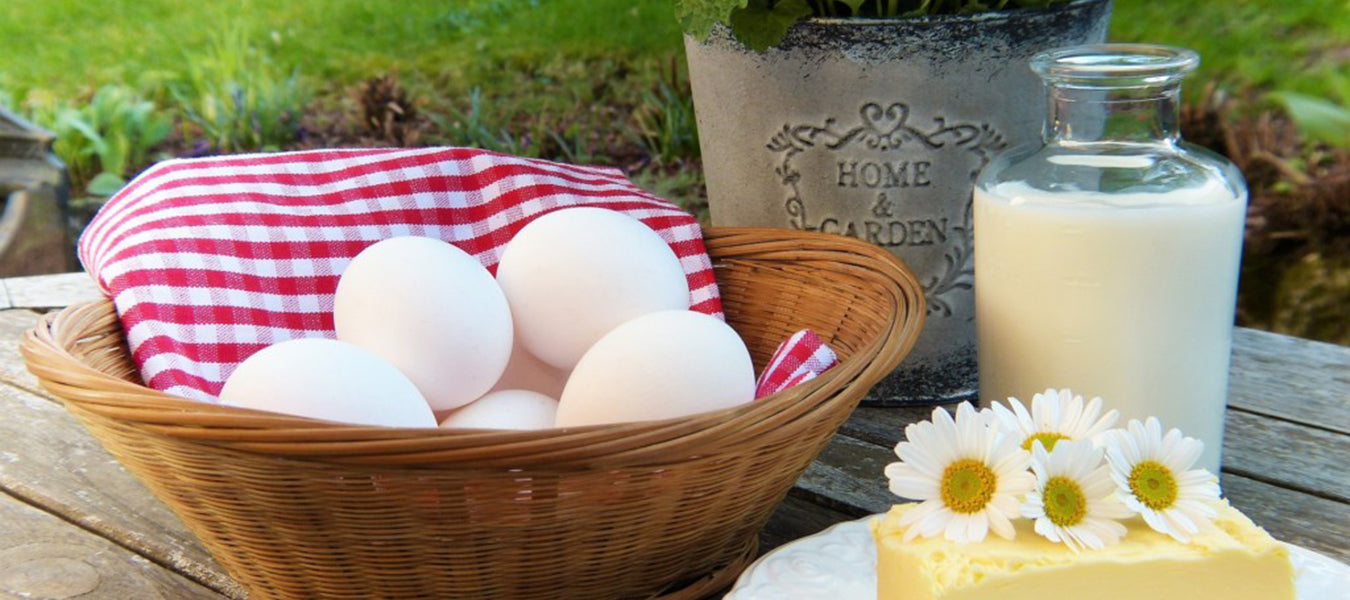 Eggs, milk and chees on a wood table in nature