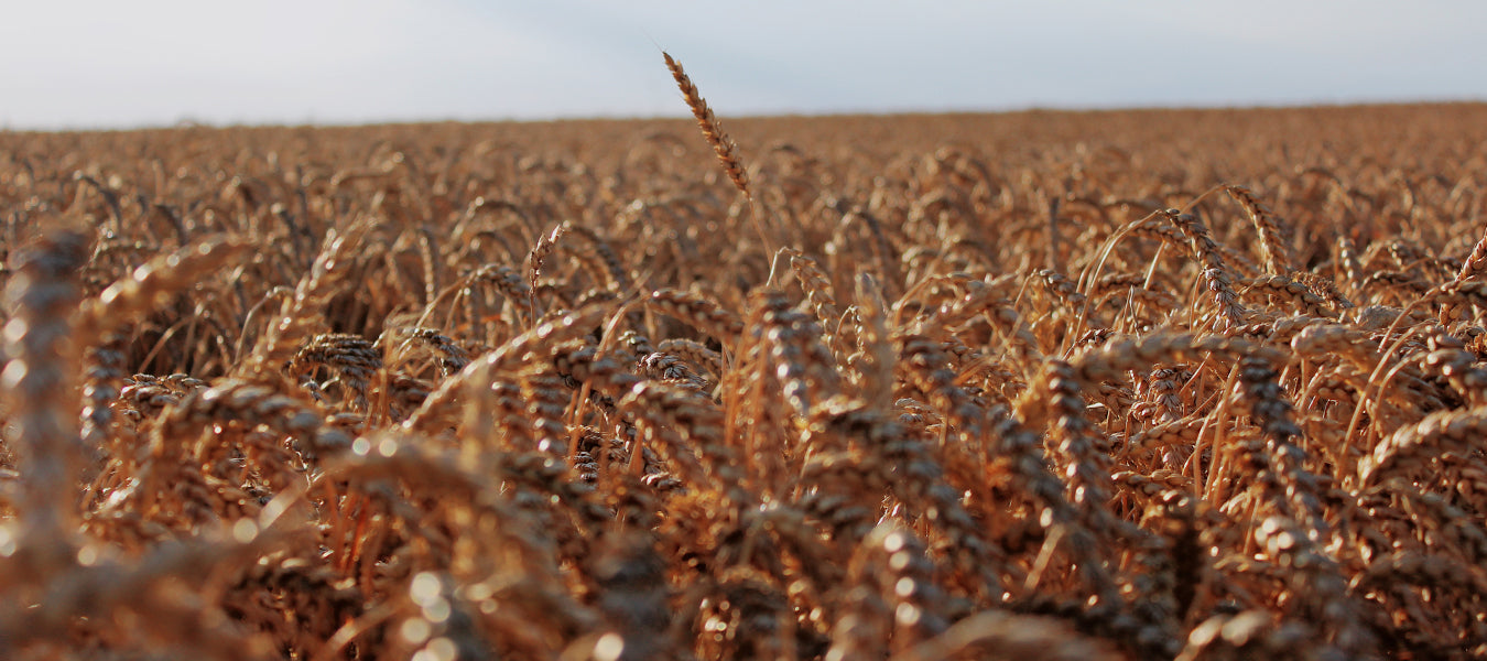 Field full of wheat over a blue ski