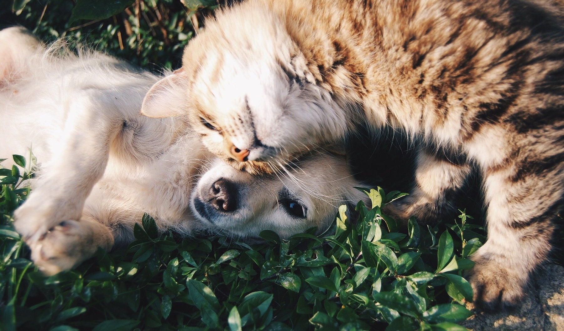 A dog laying on grass and a cat touching his head