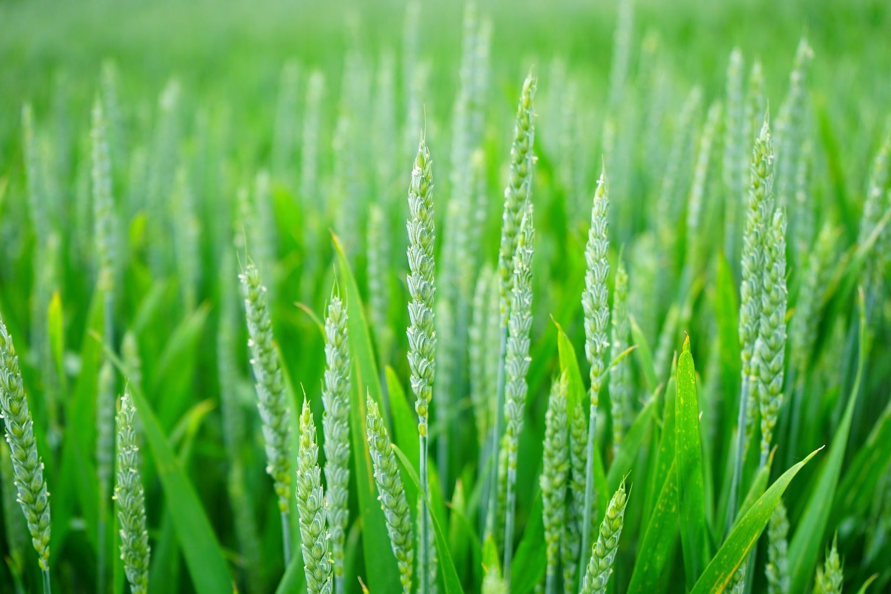 Wheatgrass Supplements