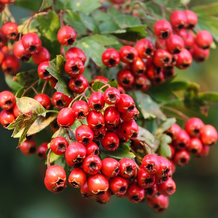 Hawthorn berries hanging with green leaves