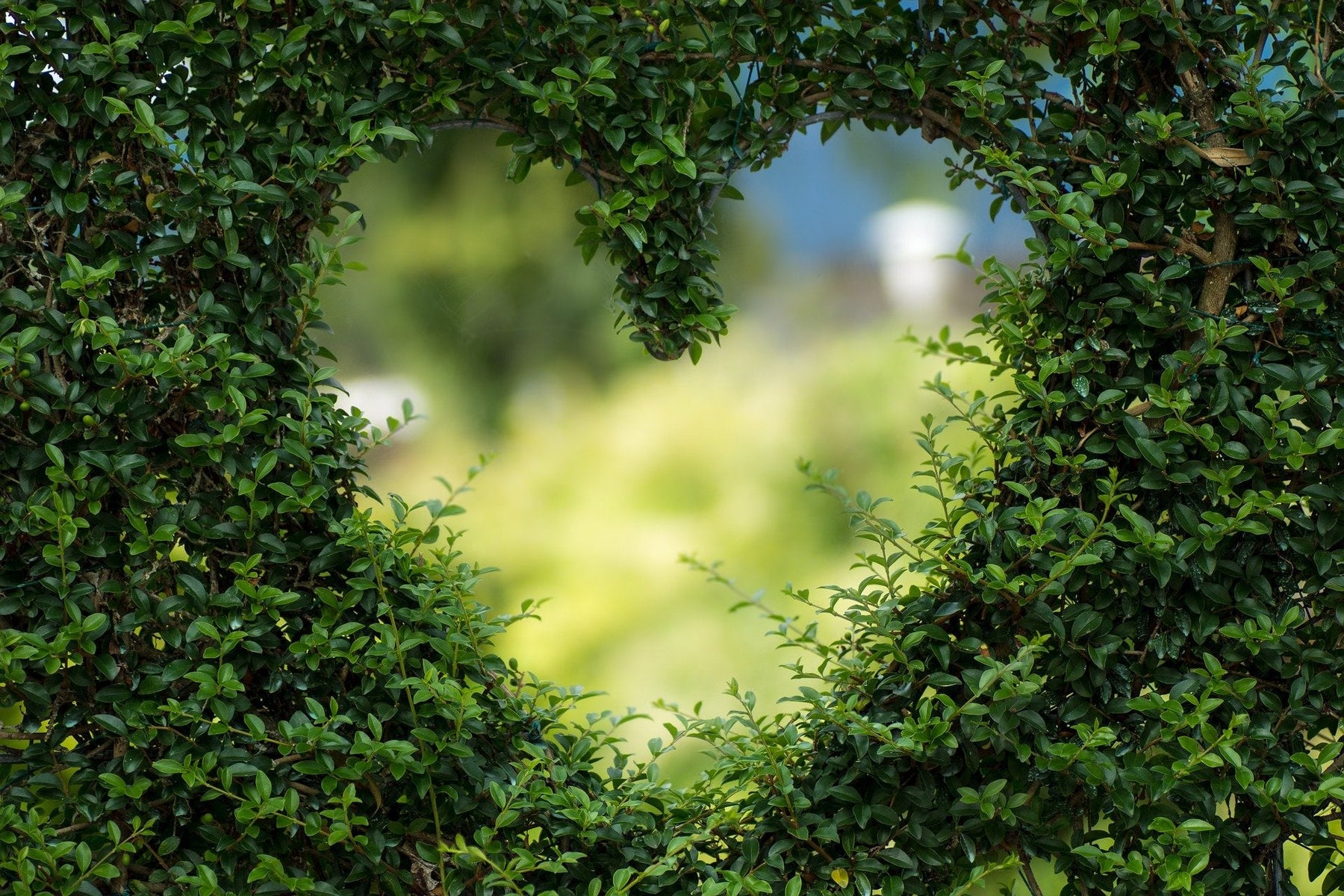 Bush with heart shaped heart