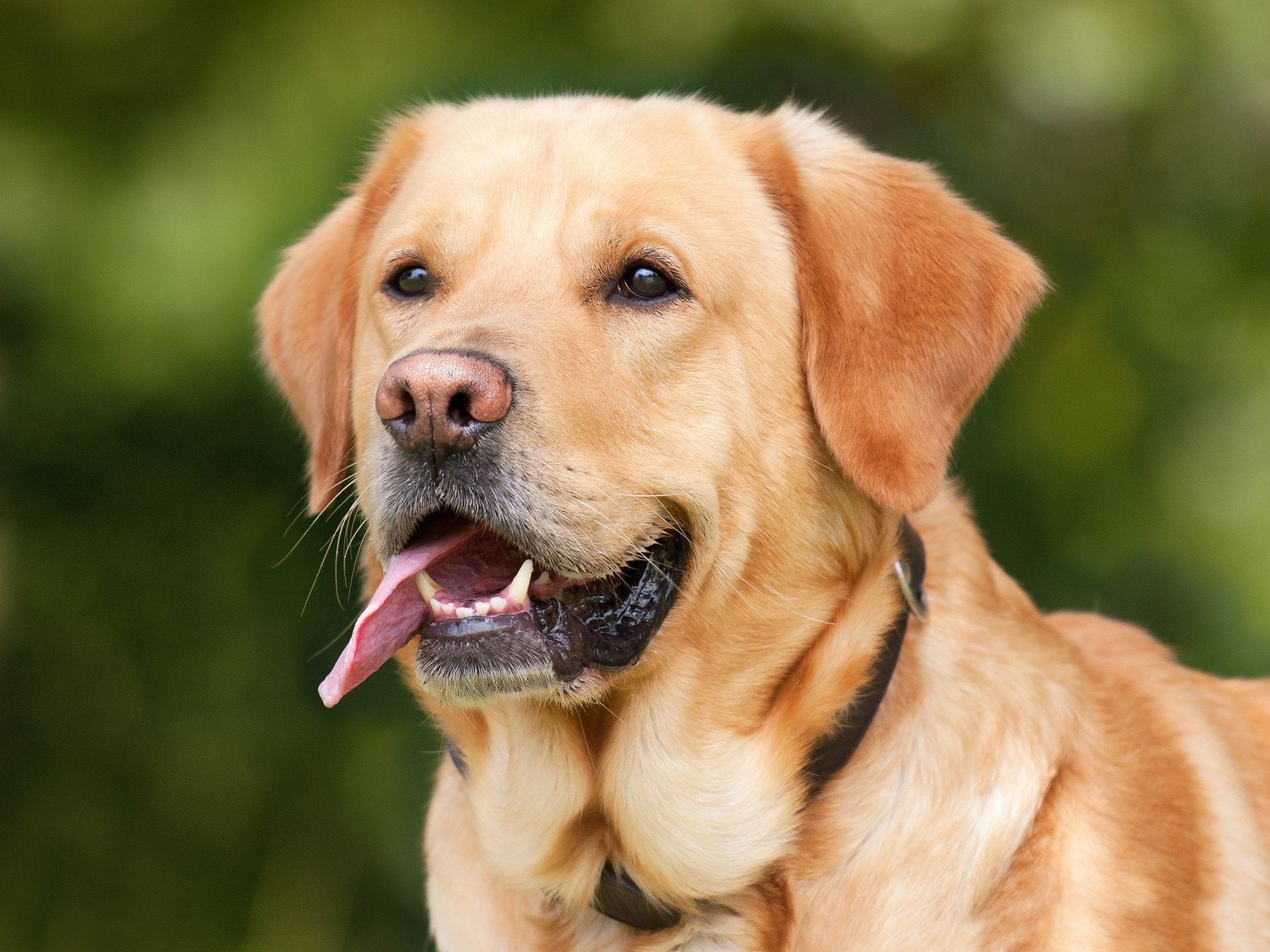 Brown labrador with tongue in nature