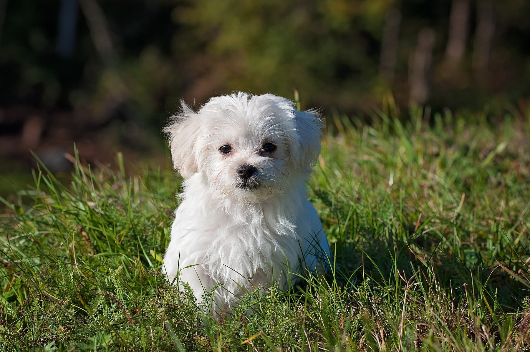 White dog outside in grass