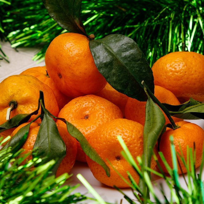 Clementines next to a leaves of a Christmas tree
