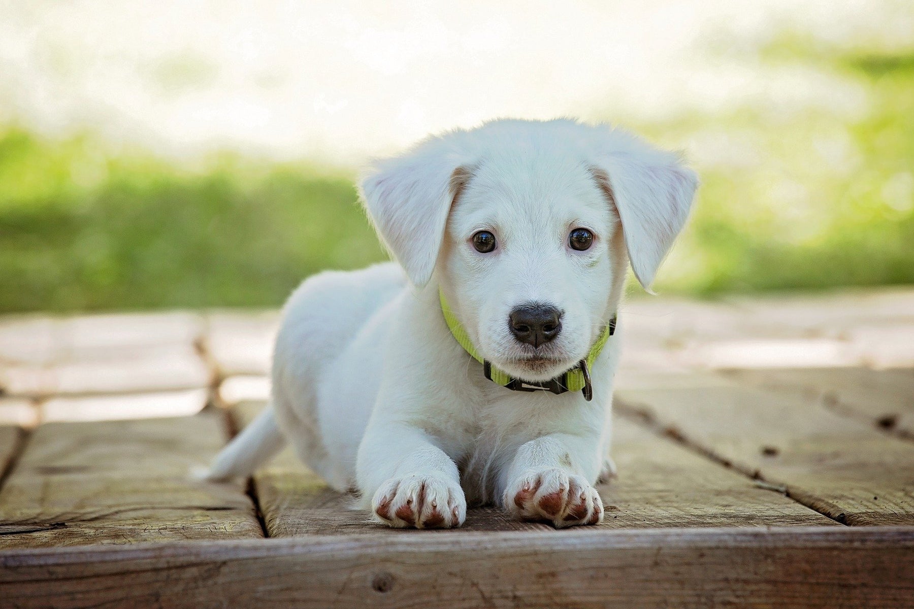 White puppy outside looking at the camera