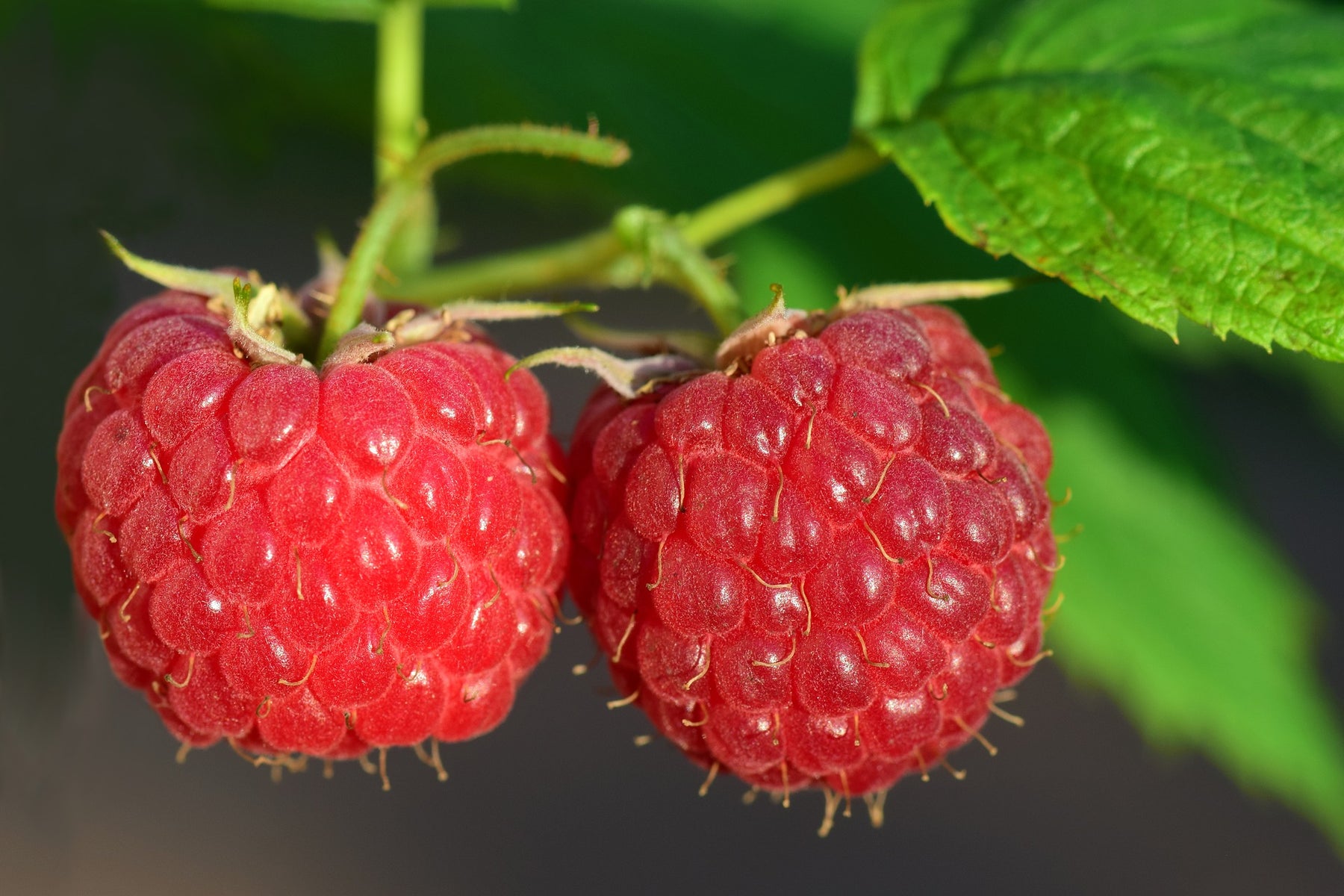 Two fresh raspberries hanging from the raspberry plant