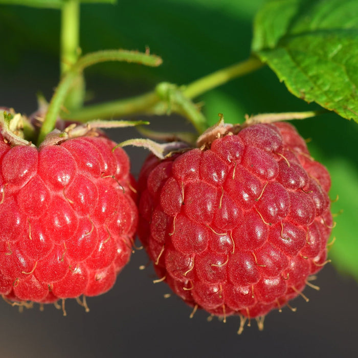 Benefits of Taking Raspberry Ketones Supplements
