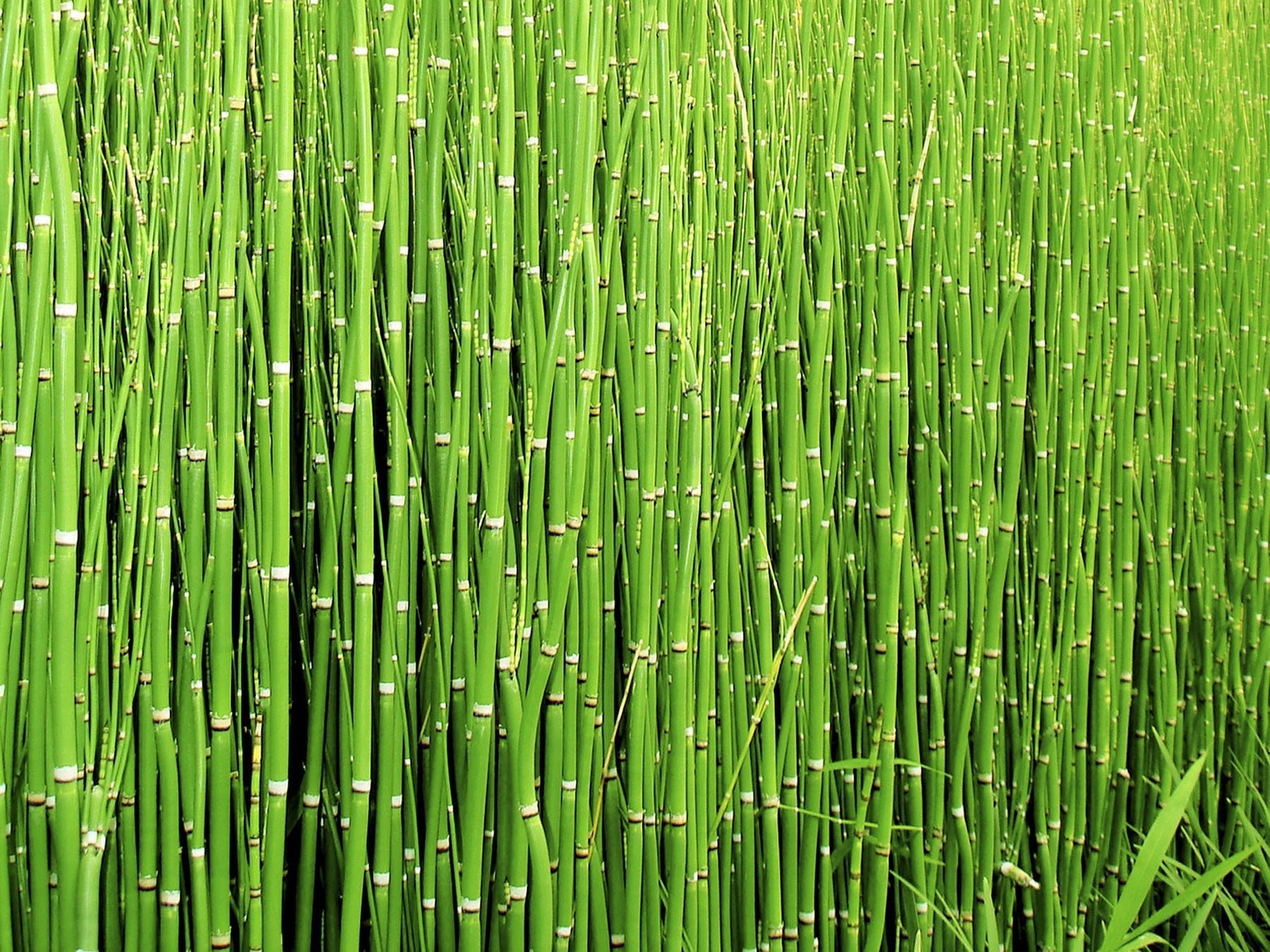 Land full of horsetail