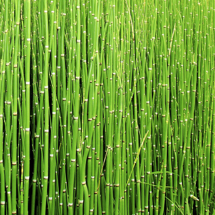 Horsetail Extract Supplements