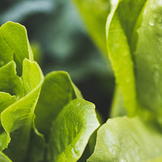 Tips for Keeping Your Produce Fresh