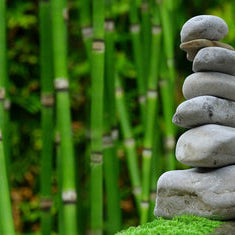 Immune Balance 365