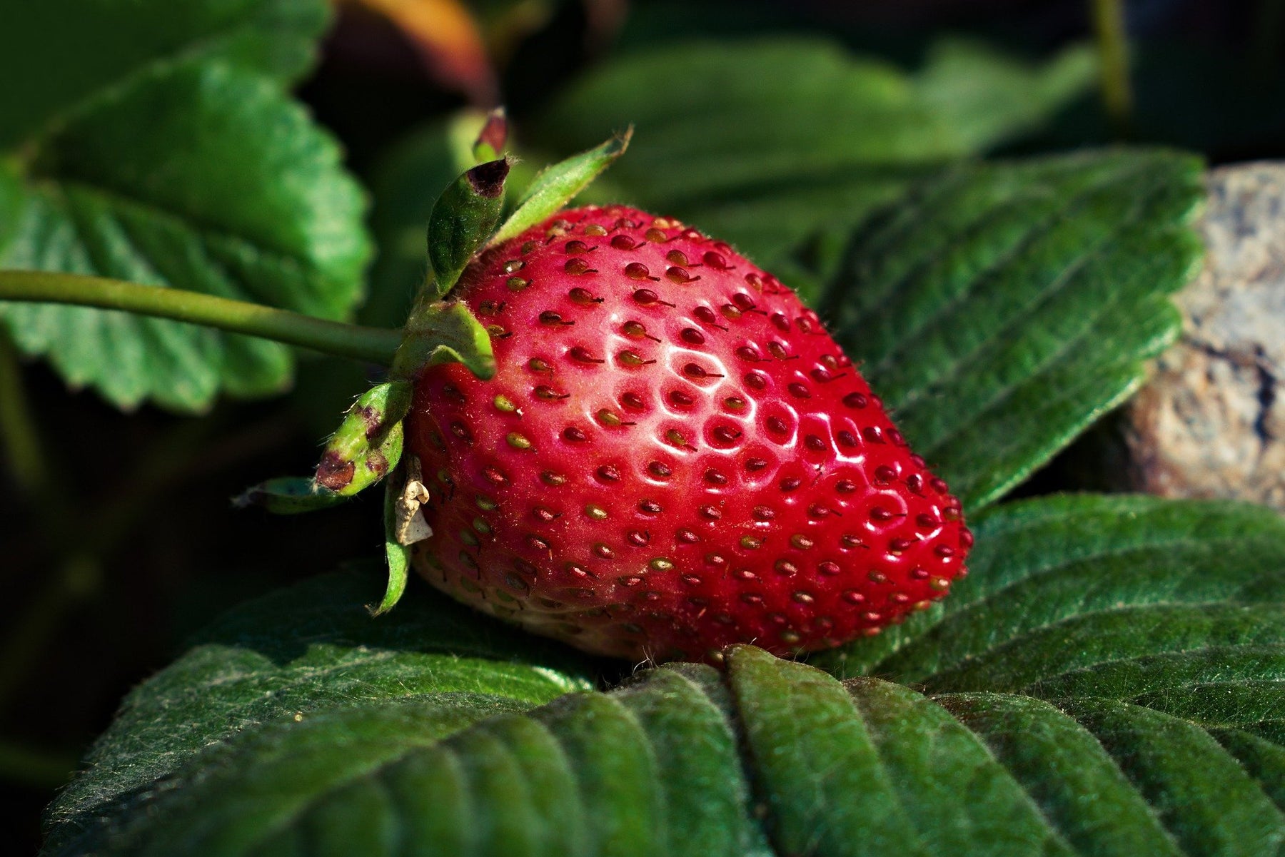 Fresh strawberry unripped surrounded by green leaves