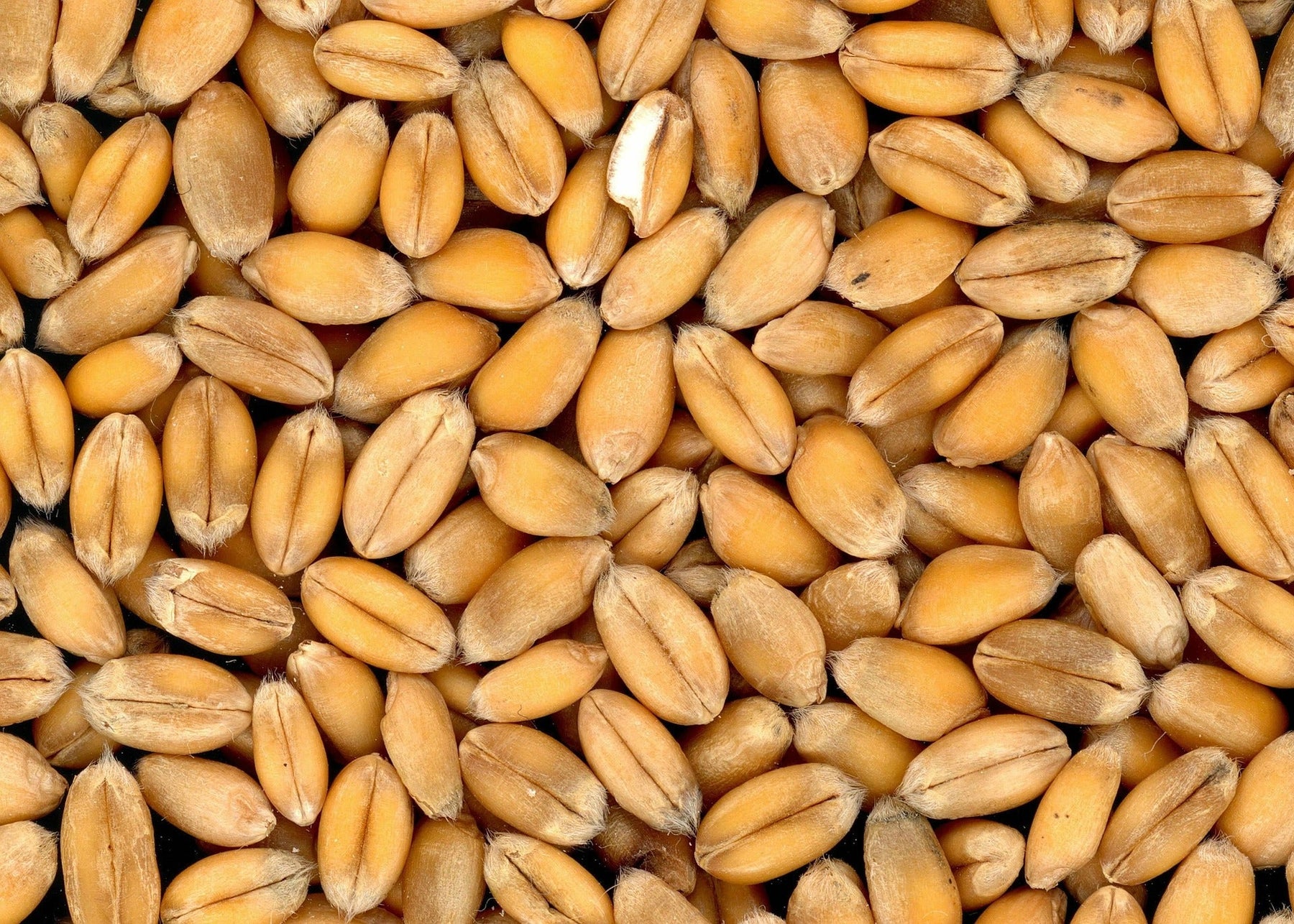 The Simple Beauty of Whole Foods