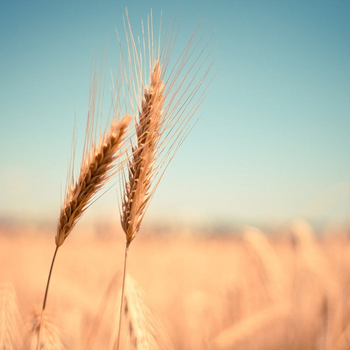 Two pieces of wheat in a field of wheat over a blue sky