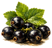 Daily Liquid Multi Mineral Supplement