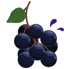 Organic Elderberry Drops, 6400 mg | Immune Support Liquid Vitamin Supplement